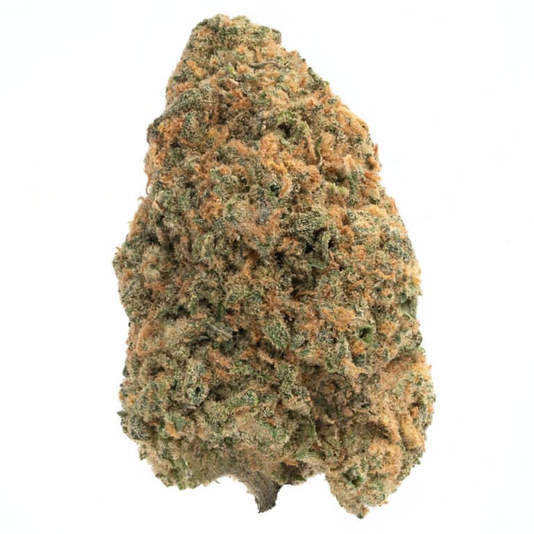 Red Congolese, La Florista Cannabis, Red Congolese strain, cannabis strains, Sativa-dominant, premium cannabis, Red Congolese effects, cannabis for energy and creativity, La Florista Cannabis dispensary, Red Congolese flavor profile, high-THC strain, earthy and sweet cannabis, Red Congolese characteristics, top-shelf cannabis, La Florista Cannabis products, cannabis strain for social use, Red Congolese aroma, best strains for daytime use, Red Congolese reviews, popular Sativa strains.